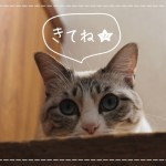 Fさまねこさん