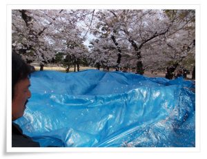 みんなでブルーシートを持って花びら落しています